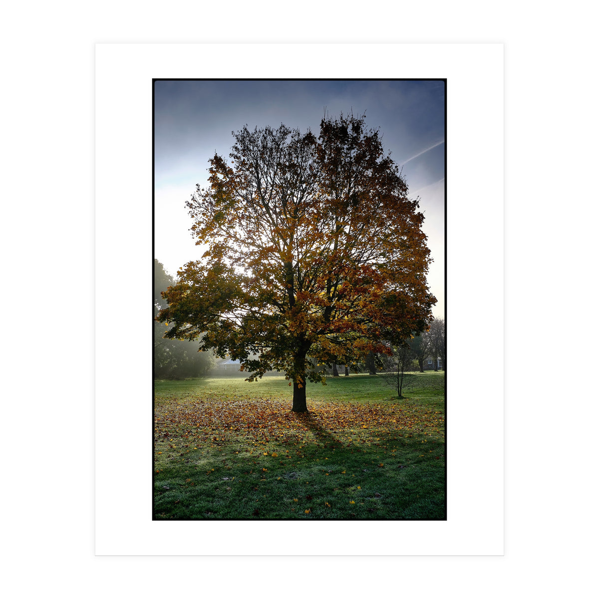 Autumnal Tree (Print Only)
