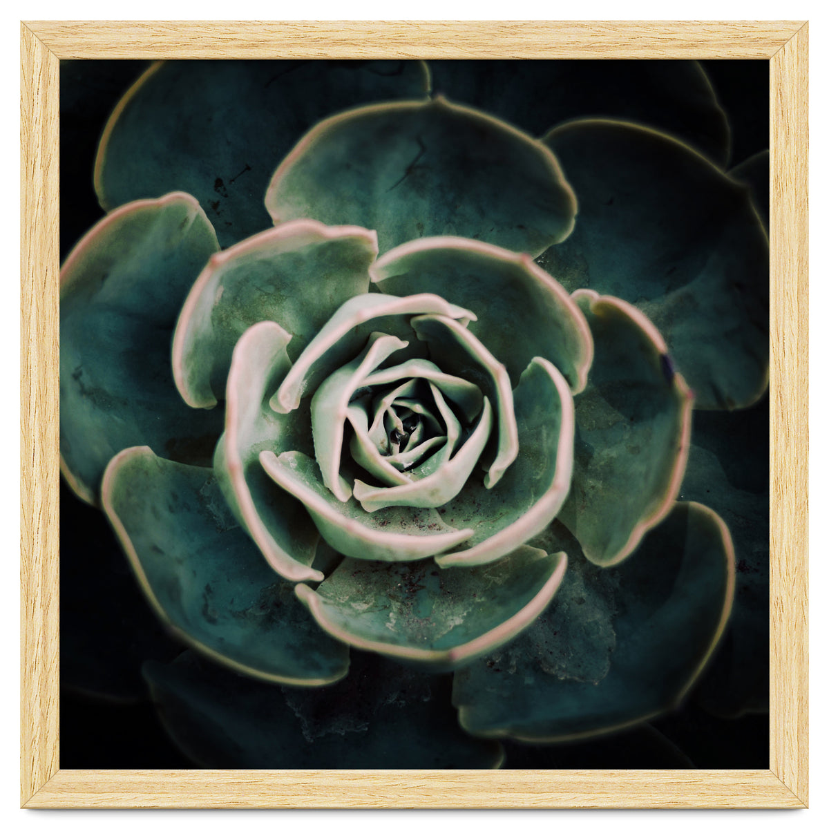 DARKSIDE OF SUCCULENTS IV-A