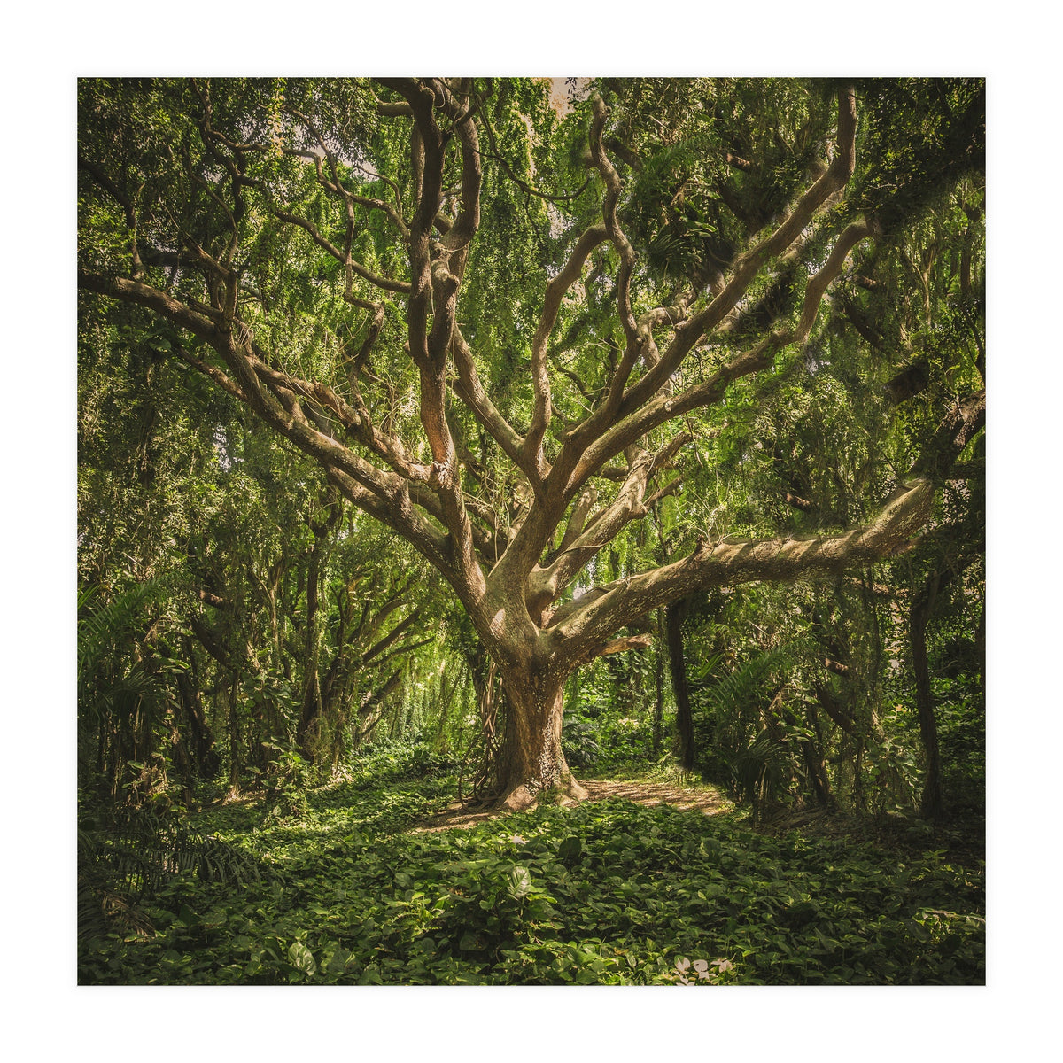 Spirits inside the wood (Print Only)