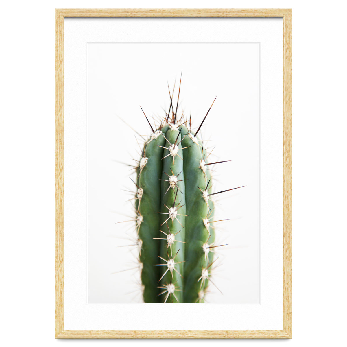 Cacti