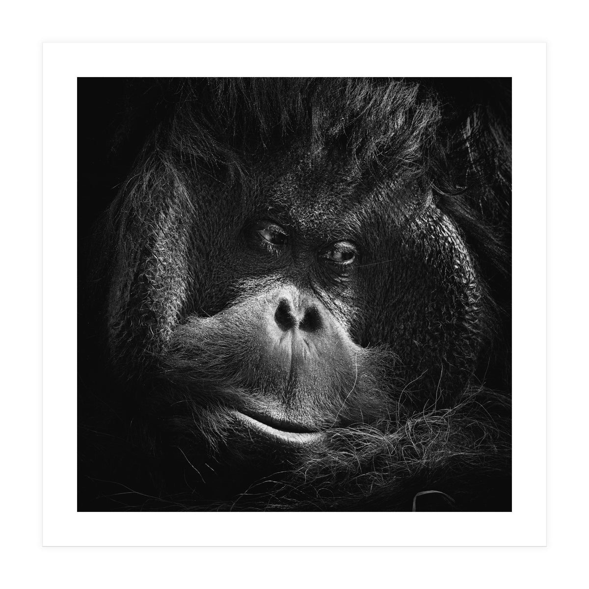 Reasoning (Print Only)