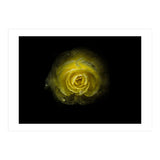 Backyard Flowers 64 Color Version (Print Only) thumbnail