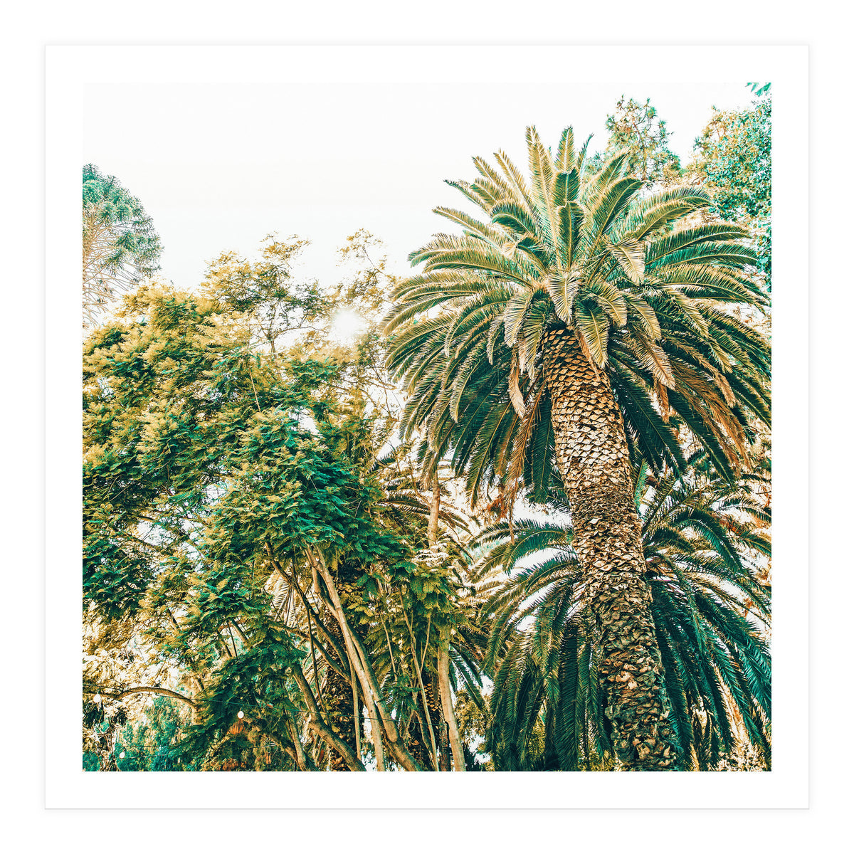 Newport (Print Only)