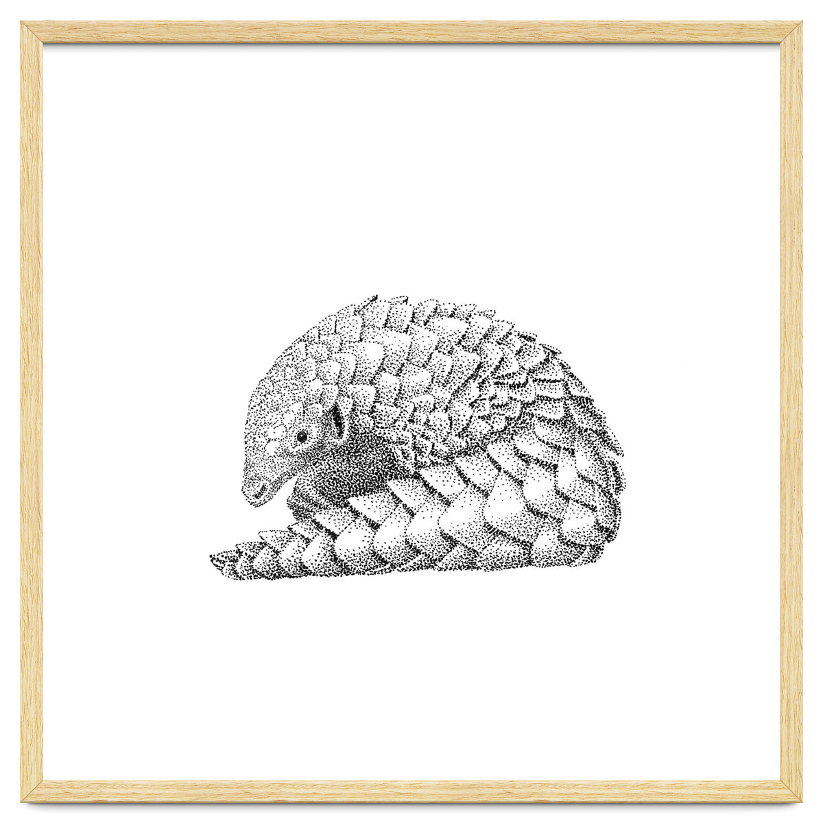 Pangolin
