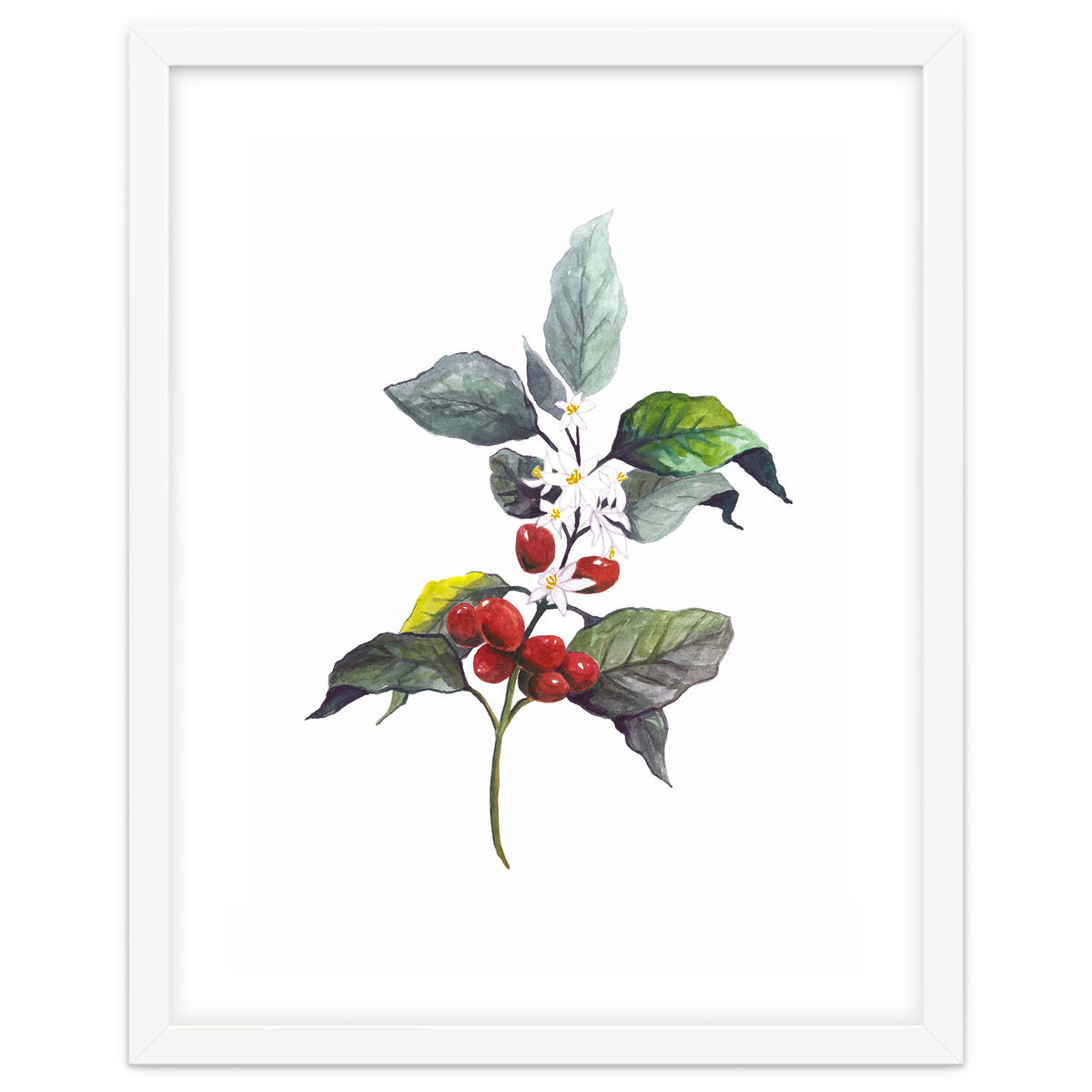 1 Botanical Illustration Kaffee Pflanze