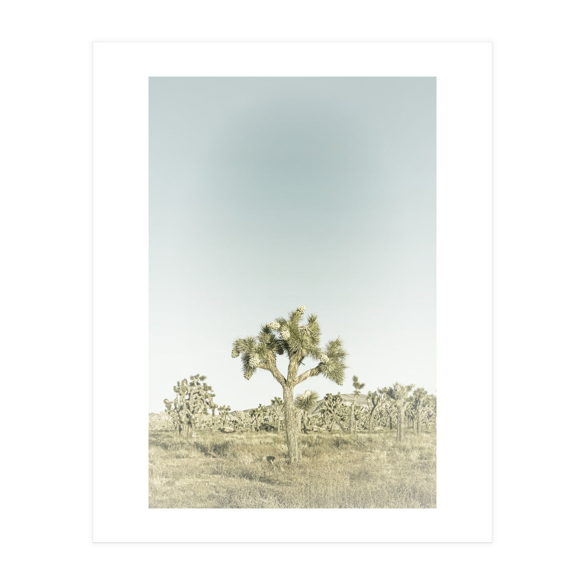 Vintage Joshua Tree  (Print Only)