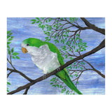 Quaker parrot (Print Only) thumbnail
