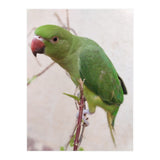 Lovely Indian Cute Parrot (Print Only) thumbnail