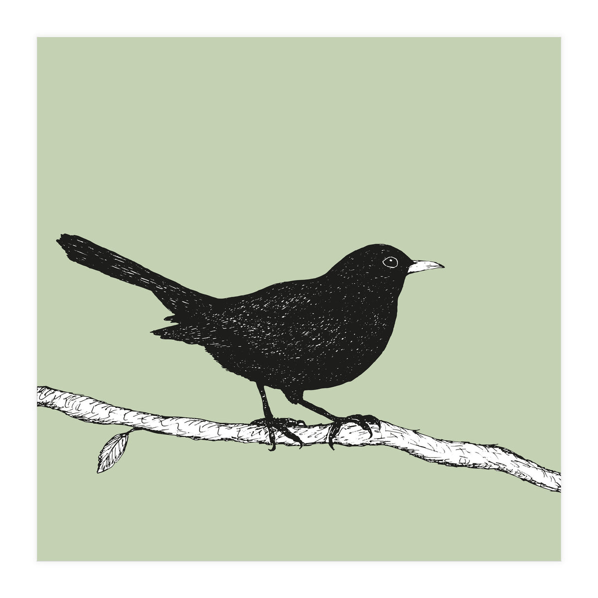 Blackbird pen drawing (Print Only)