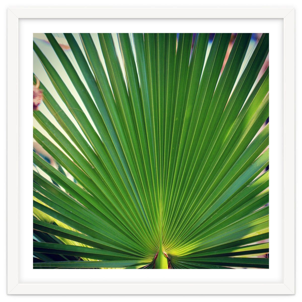 palm leaf