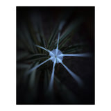 Sparkle Flower (Print Only) thumbnail