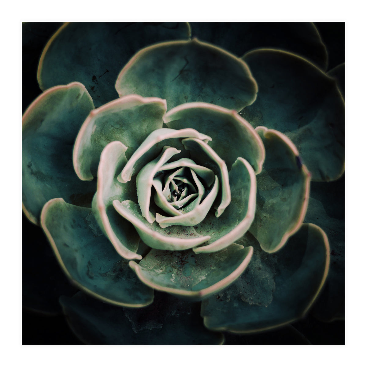DARKSIDE OF SUCCULENTS IV-A (Print Only)