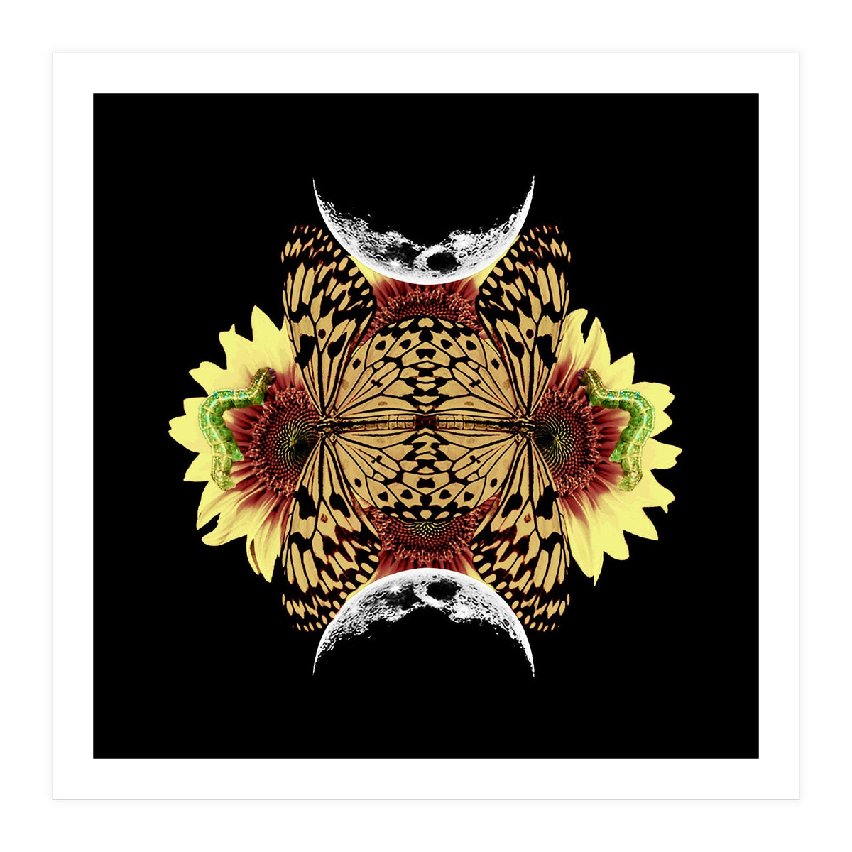 Metamorphosis (Print Only)