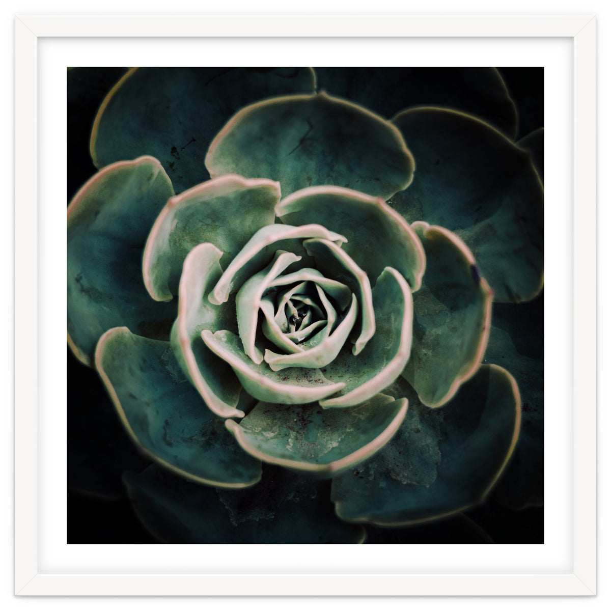 DARKSIDE OF SUCCULENTS IV-A
