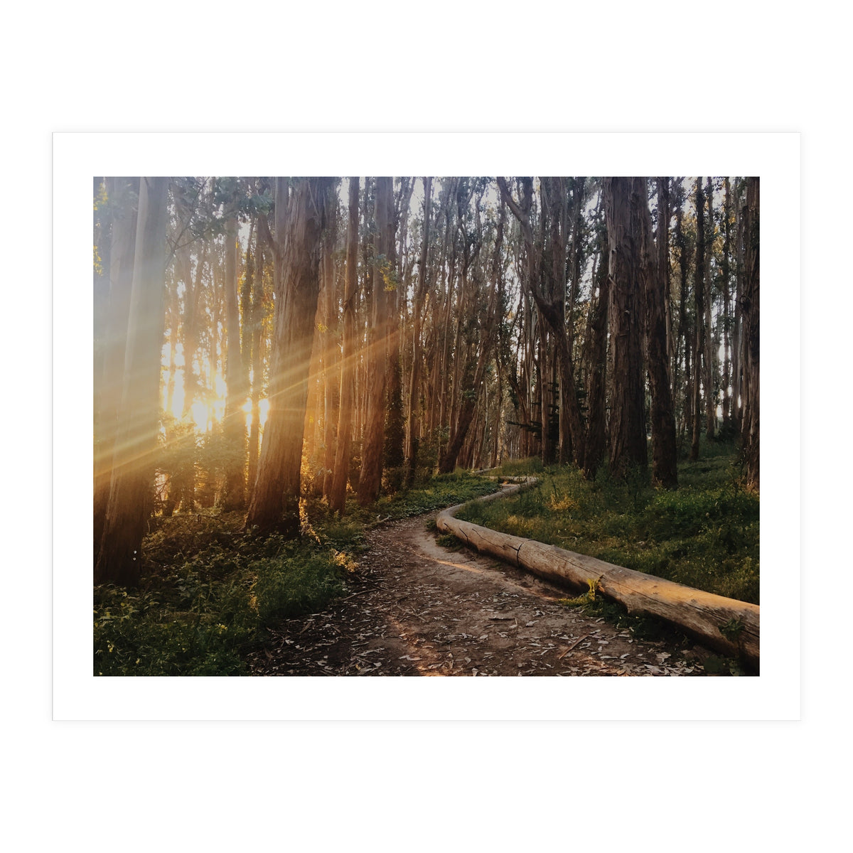 The Wood Line I (Print Only)