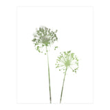 Olive Green Dandelion (Print Only) thumbnail