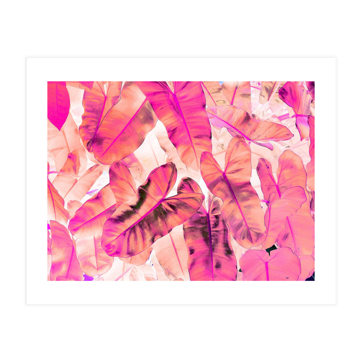 Pink Nirvana (Print Only)