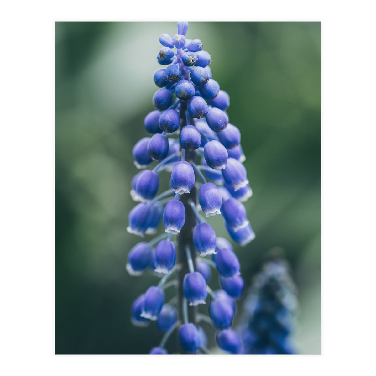 Blue Bells (Print Only)