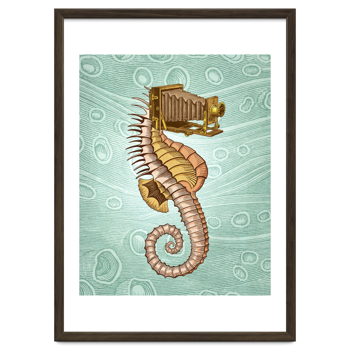 Hippocampus Camerarum