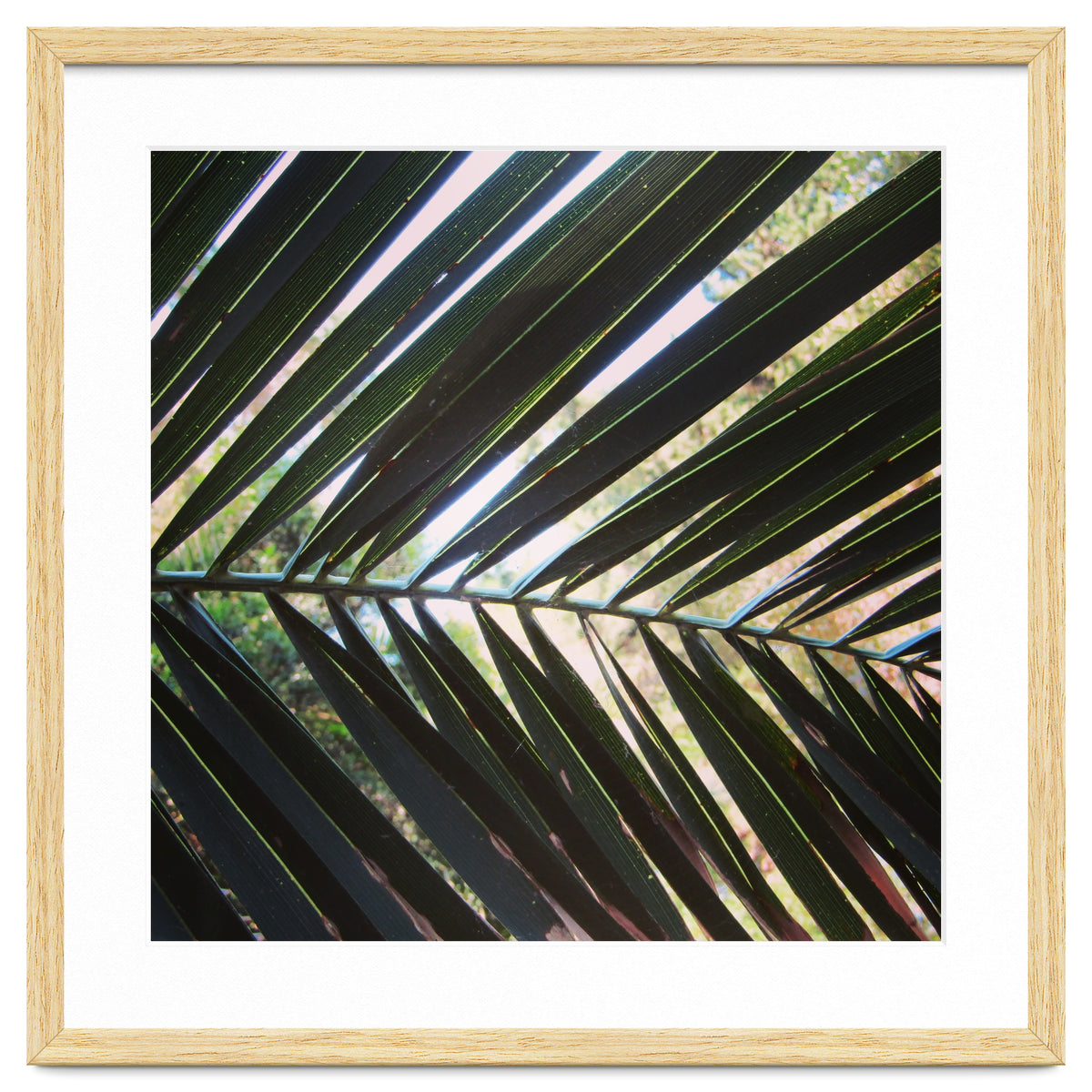 Palm leaf