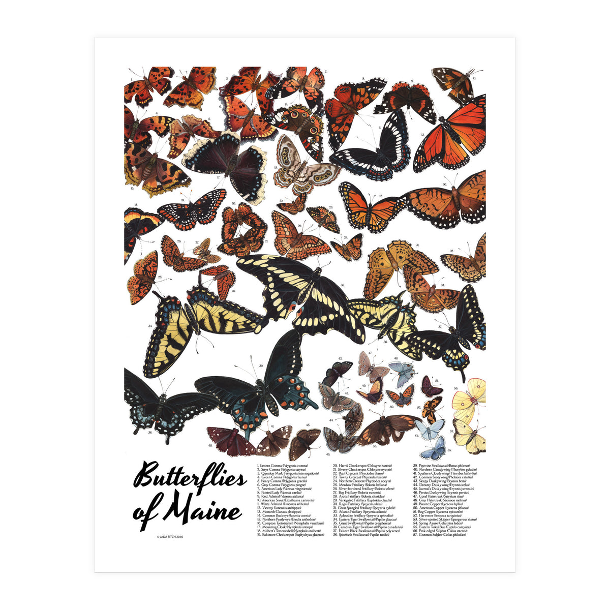 Maine Butterflies Chart (Print Only)