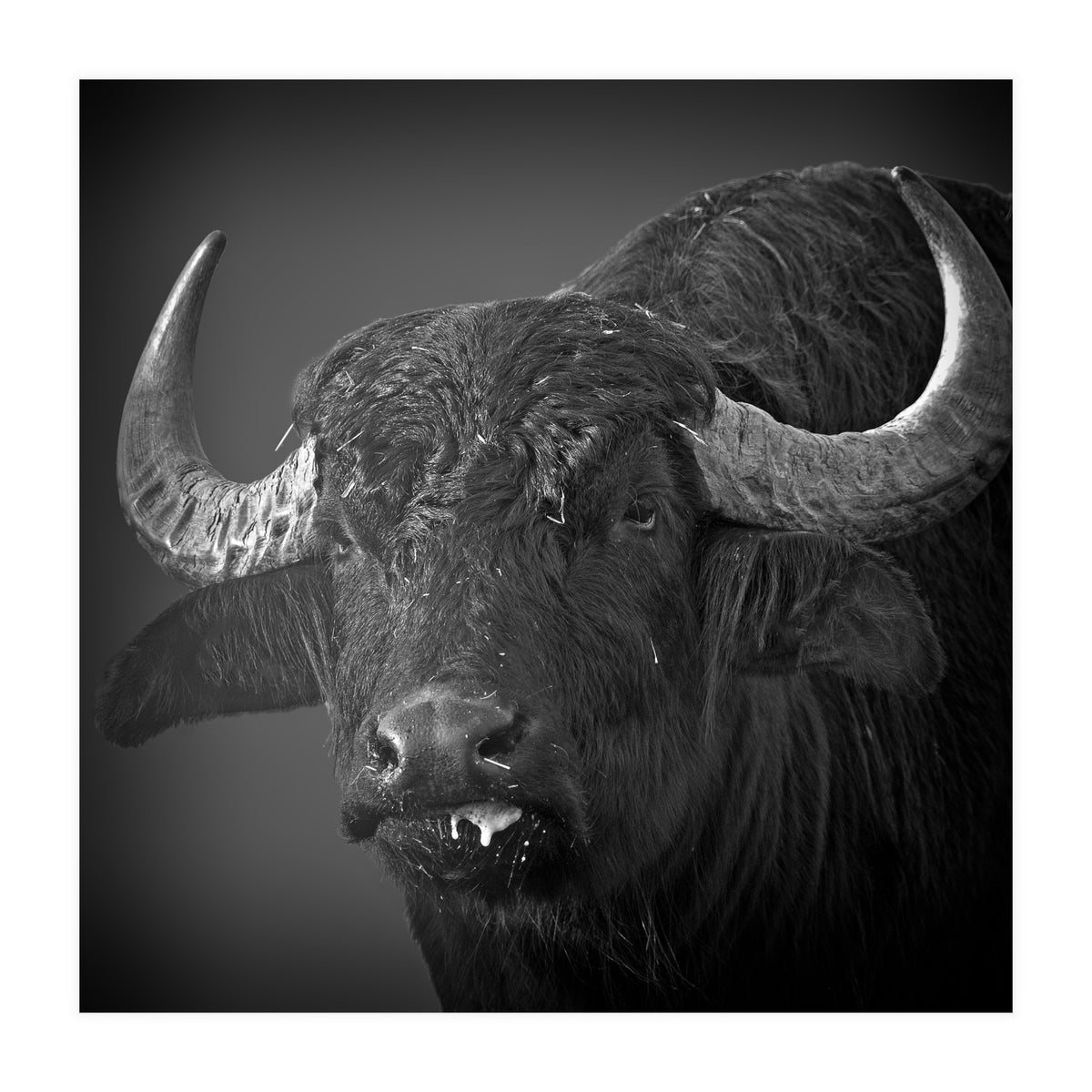 Water buffalo (Print Only)