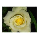 Blooming White Rose (Print Only) thumbnail