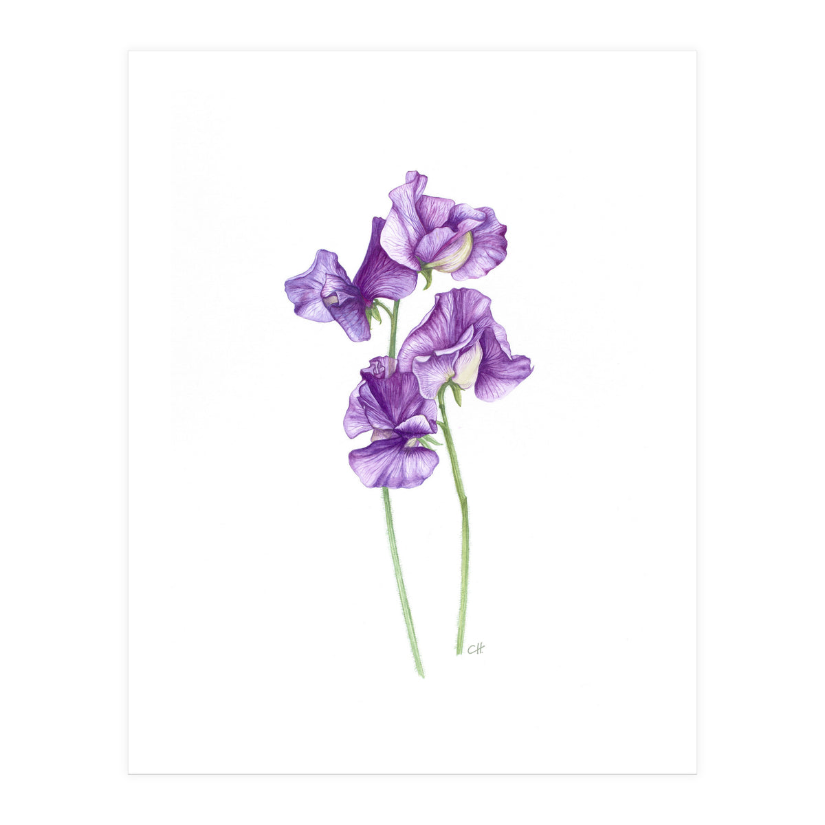 A Purple Posy Of Sweet Peas (Print Only)