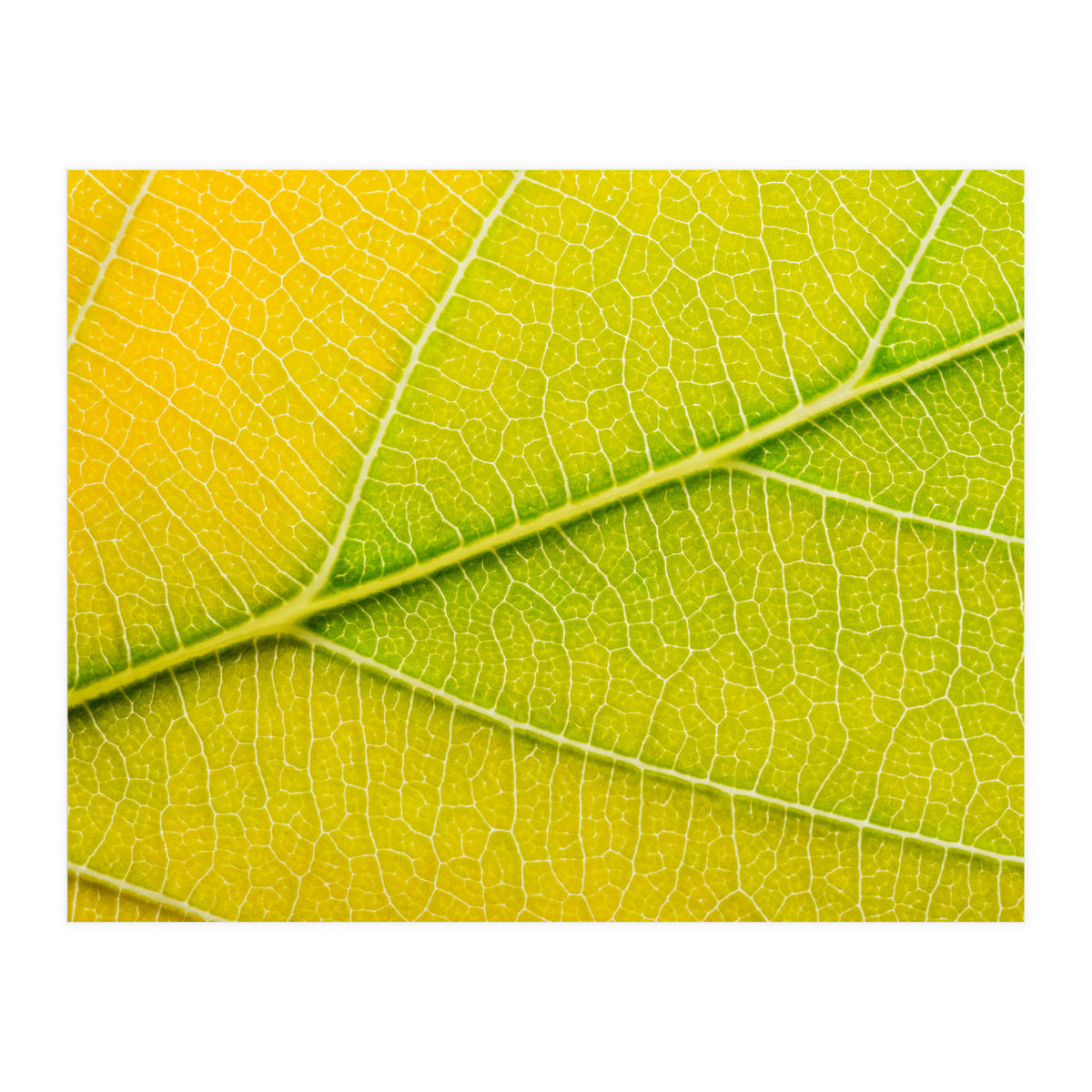 Autumn Leaf (Print Only)