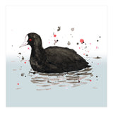 Common coot (Print Only) thumbnail
