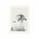 Hawk 2018 (Print Only) thumbnail