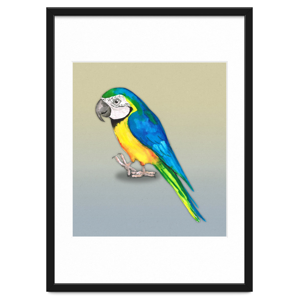 Blue and yellow macaw