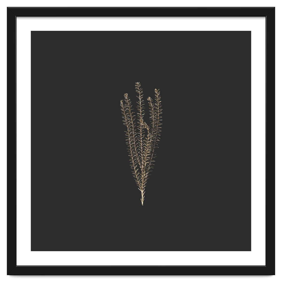 Delicate Fynbos Botanicals in Gold and Black - Square