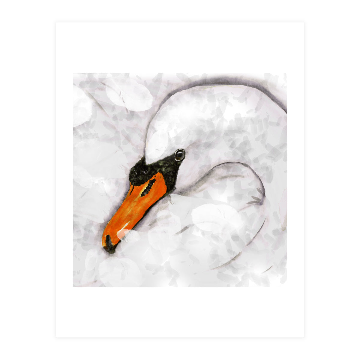 Mute swan (Print Only)