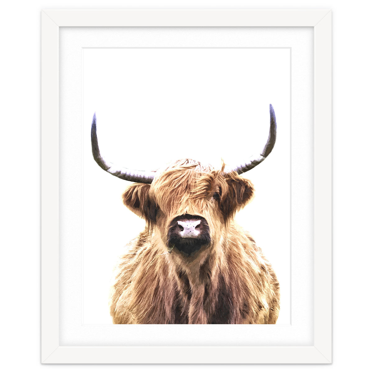 Highland Cow Portrait