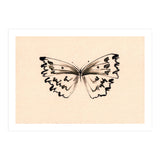 Butterfly (Print Only) thumbnail
