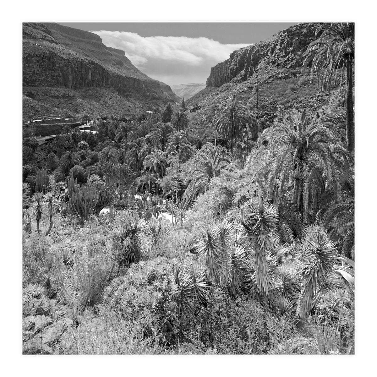 Los Palmitos (Print Only)