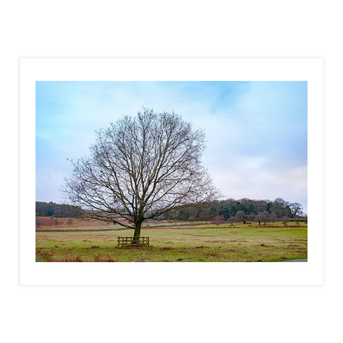 Young Oak Tree in Winter  (Print Only)