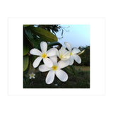 Frangipani (Print Only) thumbnail