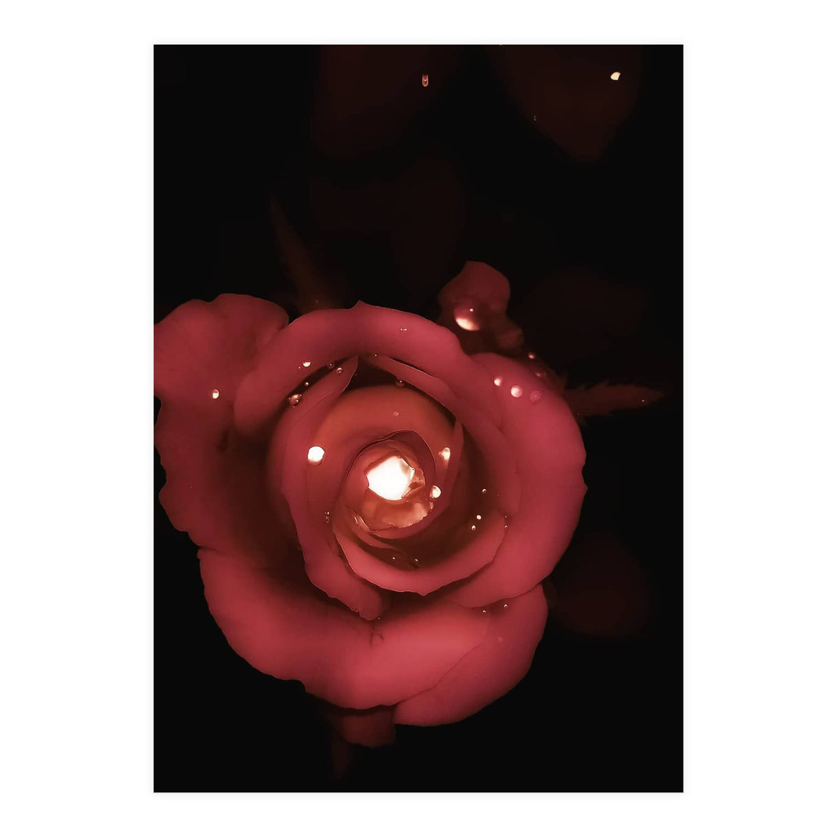 Lighting Rose (Print Only)