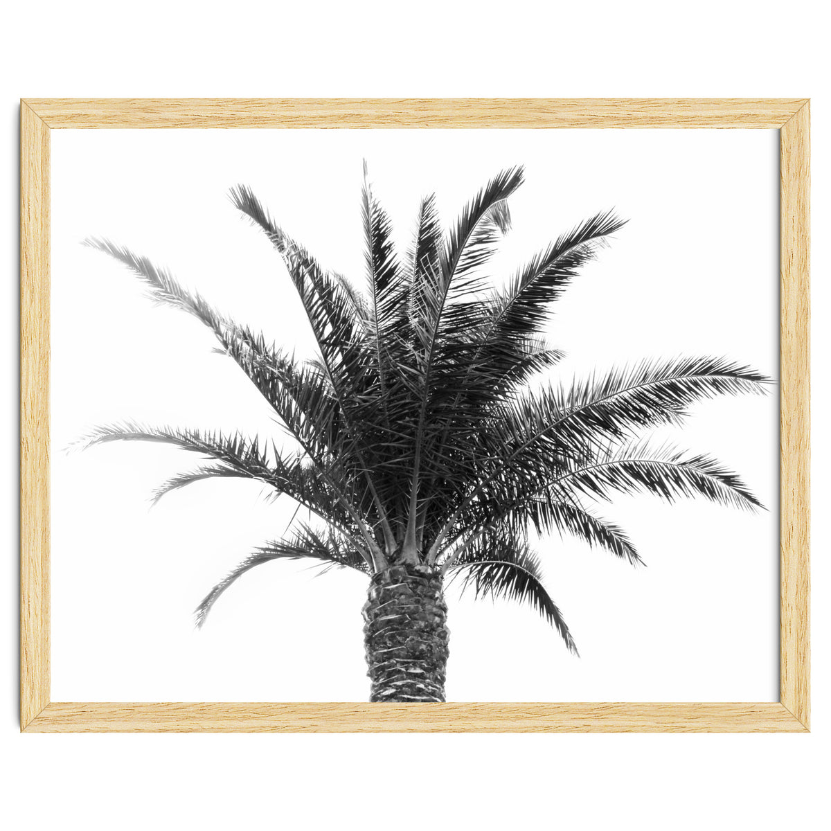Palm Tree