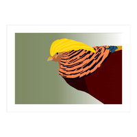 Golden Pheasant Bird Art (Print Only)