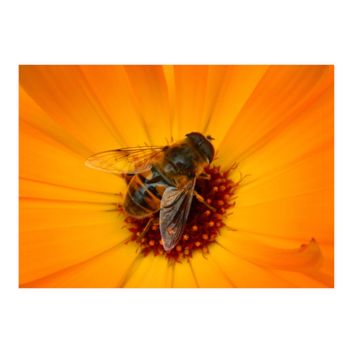 Bee Kinder (Print Only)