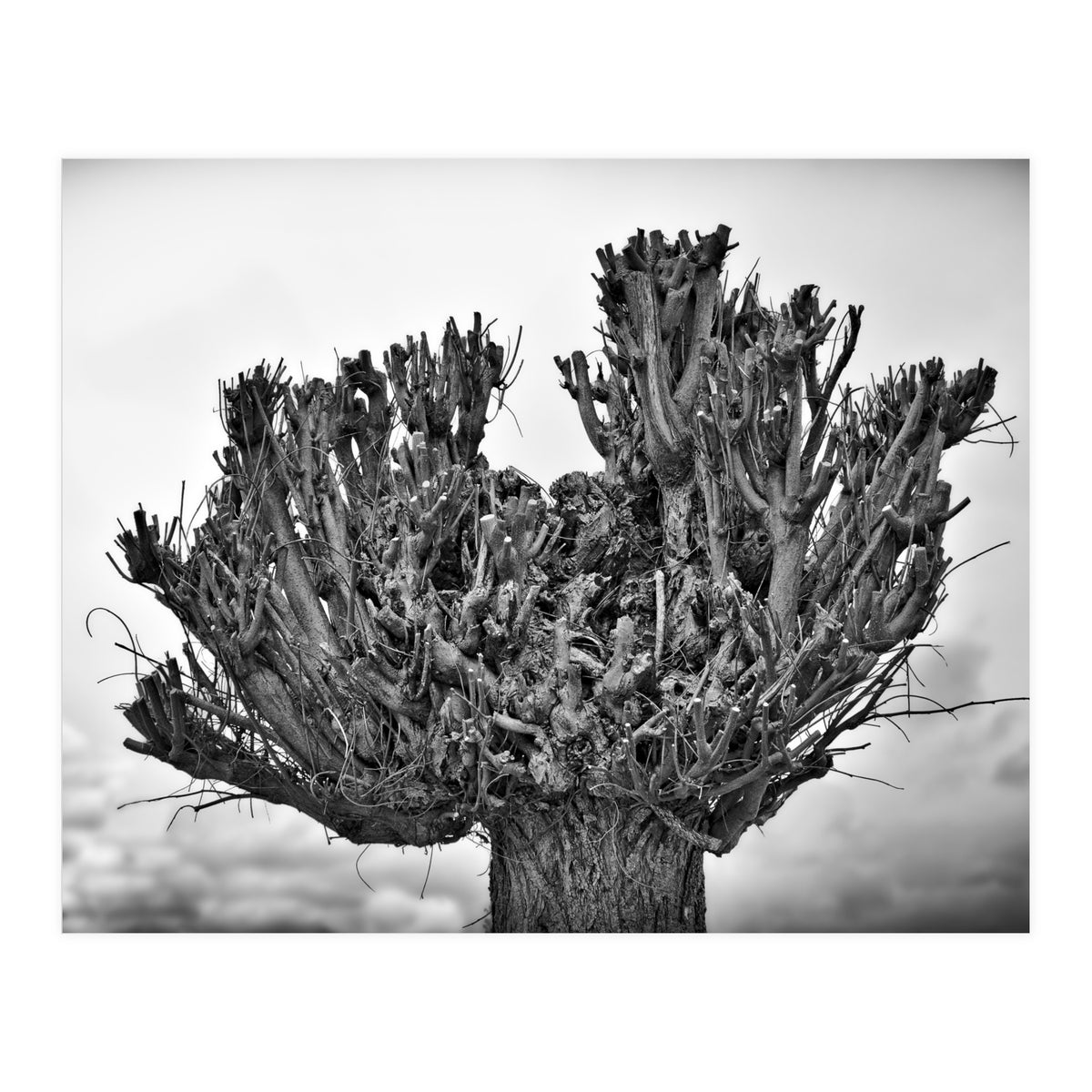 Cut down tree top (Print Only)