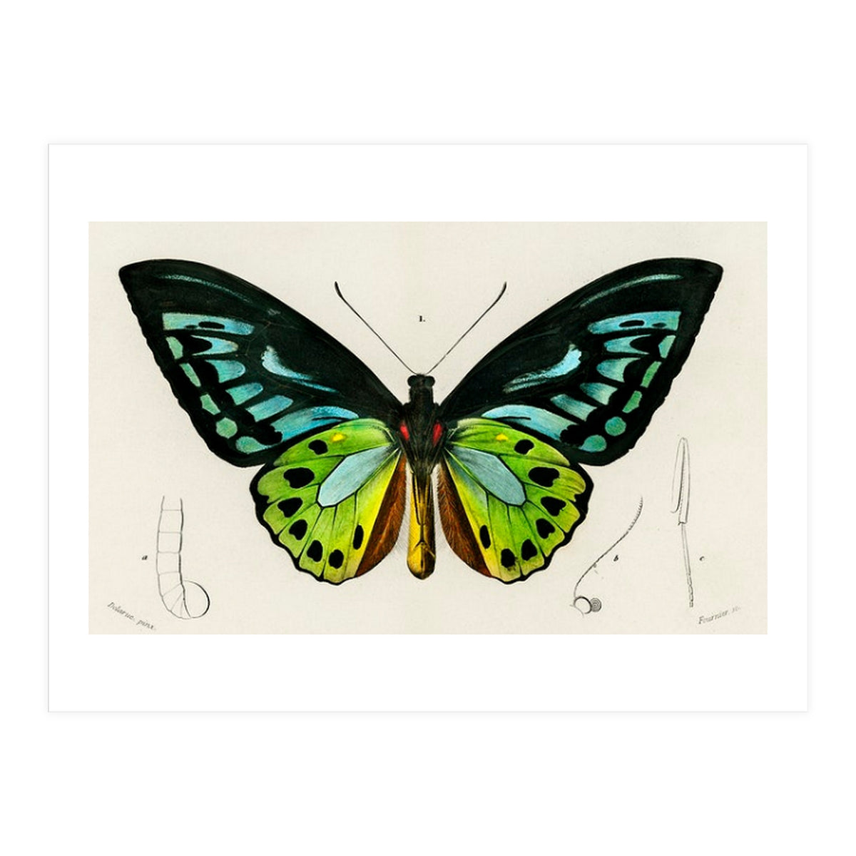 Green birdwing illustrated (Print Only)