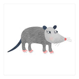 Possum (Print Only) thumbnail