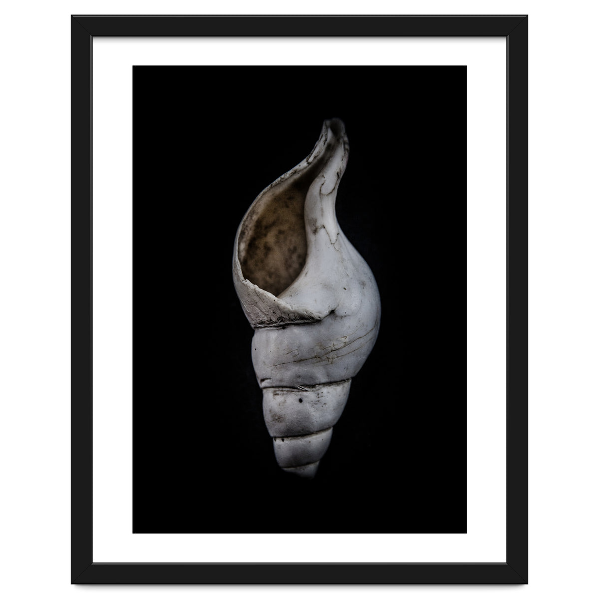 Shells No 12 Color Version