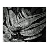 Snake (Print Only) thumbnail