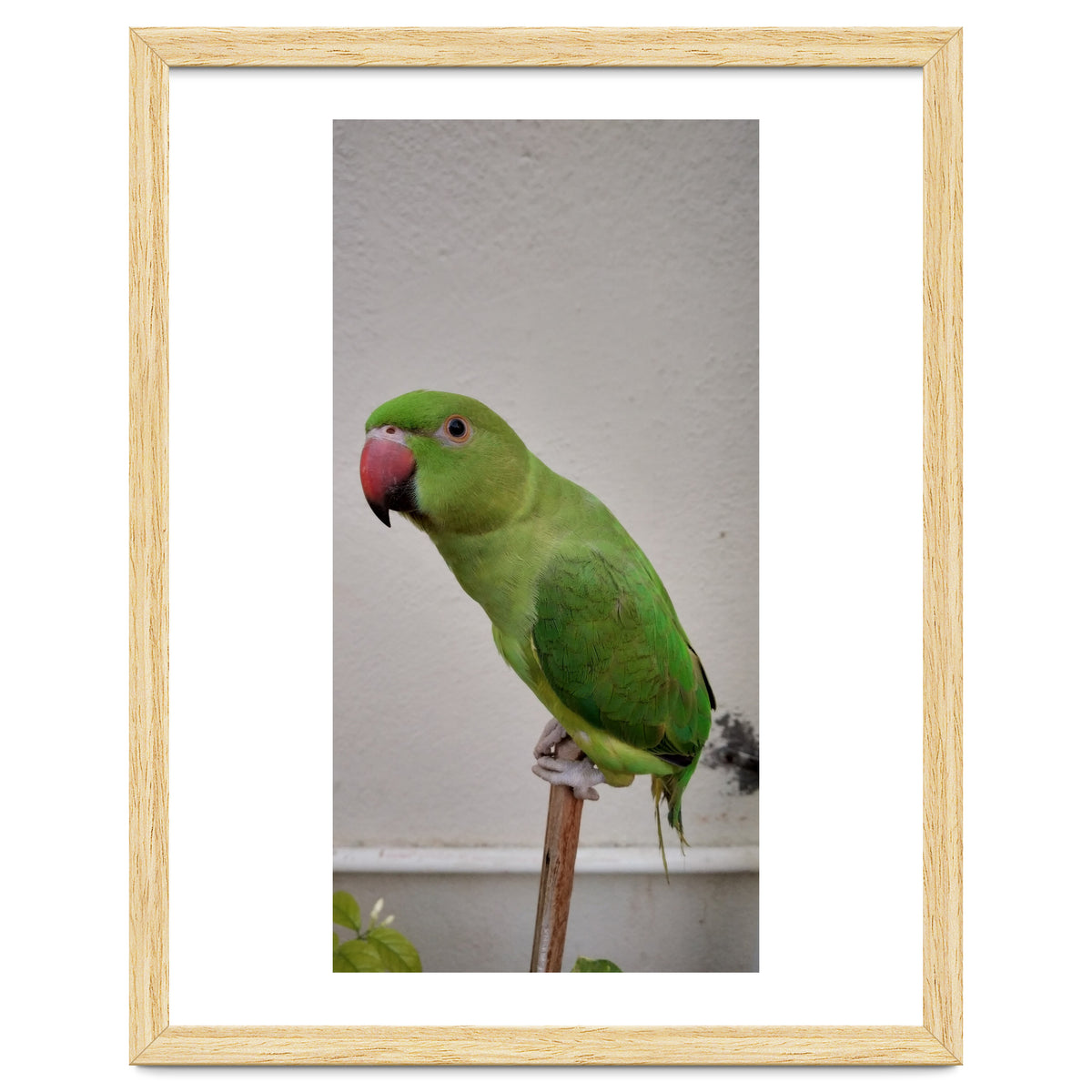 Beautiful Indian Parakeet