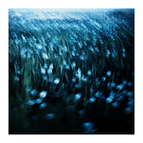 dandelion meadow (Print Only) thumbnail